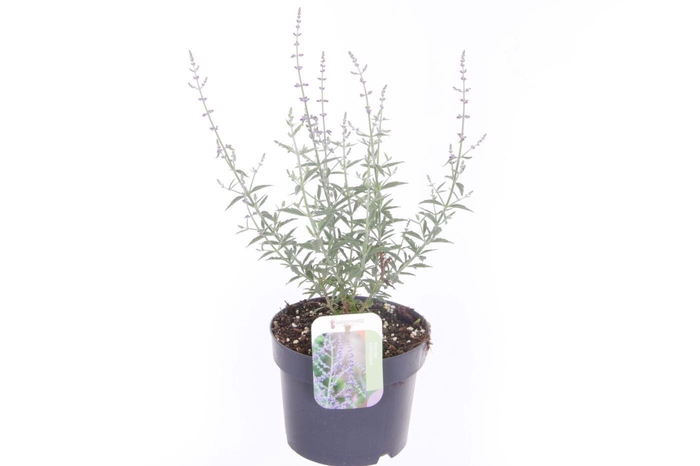 <h4>Perovskia atriplicifolia Prime Time</h4>