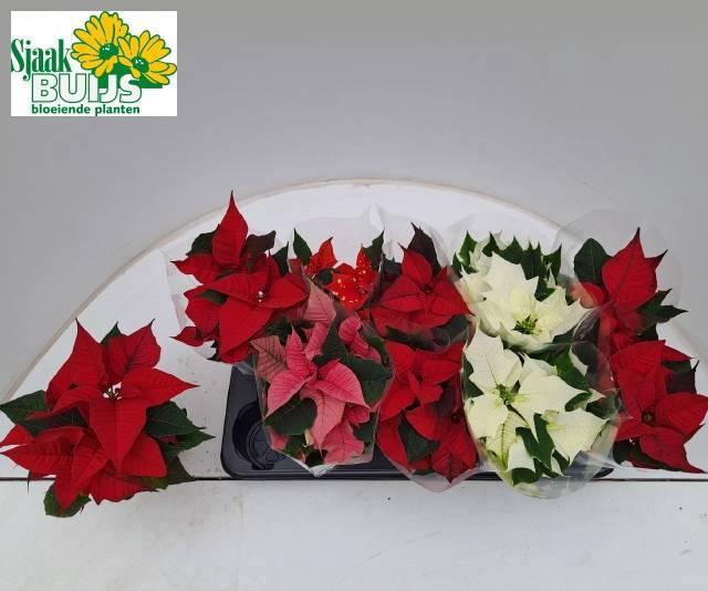 <h4>EUPHOR P GEM 4KL</h4>