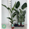 Strelitzia Nicolai
