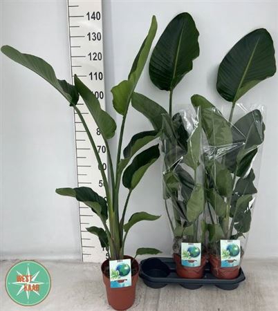 Strelitzia Nicolai