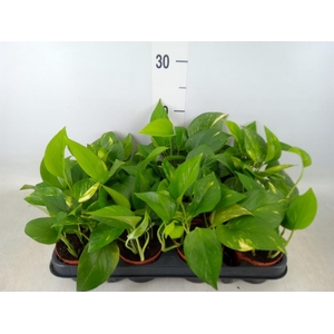 Epipremnum pinn. 'Aureum'