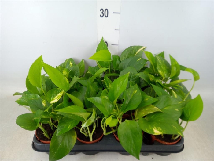 <h4>Epipremnum pinn. 'Aureum'</h4>