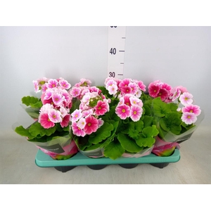 Primula obcon. 'Touch Me Red White'