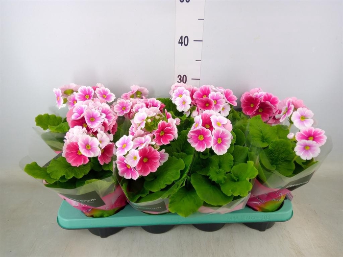 <h4>Primula obcon. 'Touch Me Red White'</h4>
