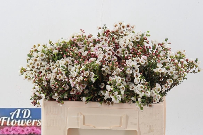 <h4>Cham un white Lion</h4>