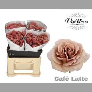 R GR CAFE LATTE x40