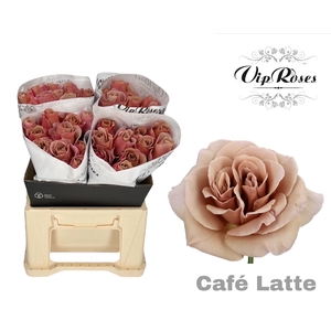 R GR CAFE LATTE x40