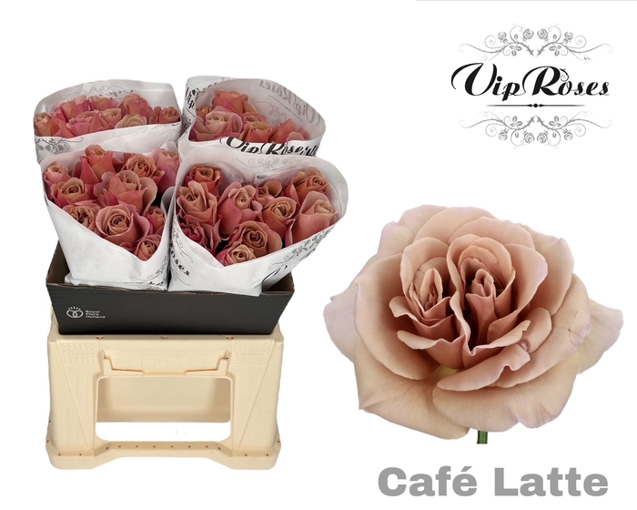 <h4>R Gr Cafe Latte X40</h4>
