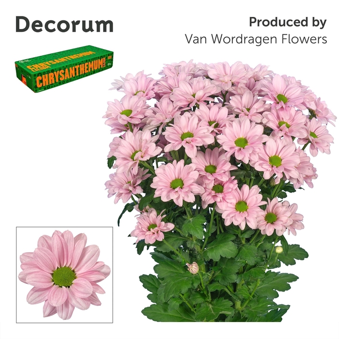 <h4>Chr T Kennedy Rosy Decorum</h4>