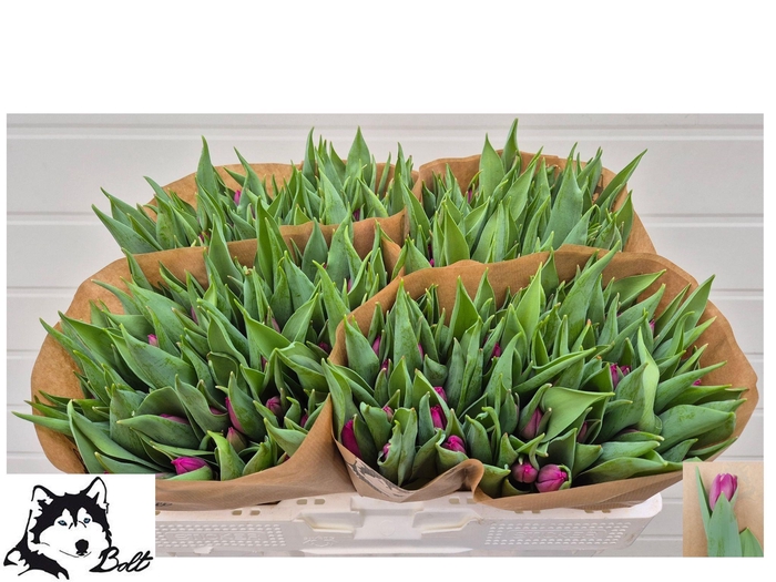 <h4>TU EN PURPLE PRINCE</h4>