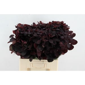 COTINUSBLAD ROYAL PURPLE
