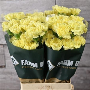 Di St Splendor Yellow