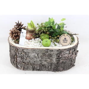 arr4 Amaryllis PL - Boomschors ovaal XL