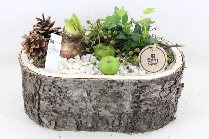 <h4>arr4 Amaryllis PL - Boomschors ovaal XL</h4>