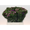 Dianthus Br Mix