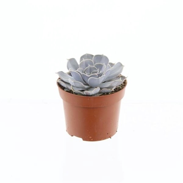 <h4>Echeveria Runyonii</h4>