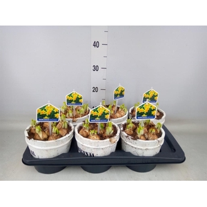 Arr.  Narcissus Tete Tete L%