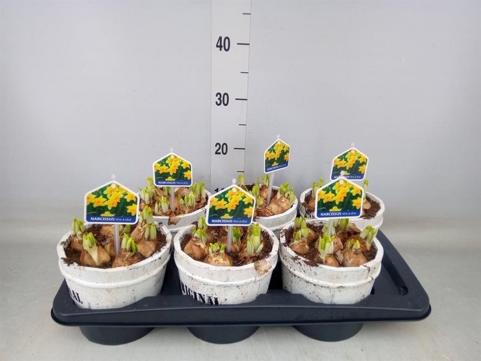 <h4>Arr.  Narcissus Tete Tete L%</h4>