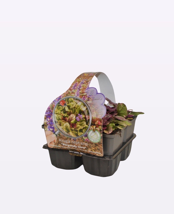 Ajuga reptans 'Burgundy Glow' 4-Pack