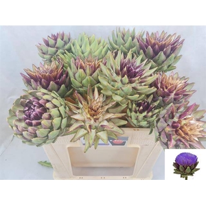 Cynara Sc Green Glob