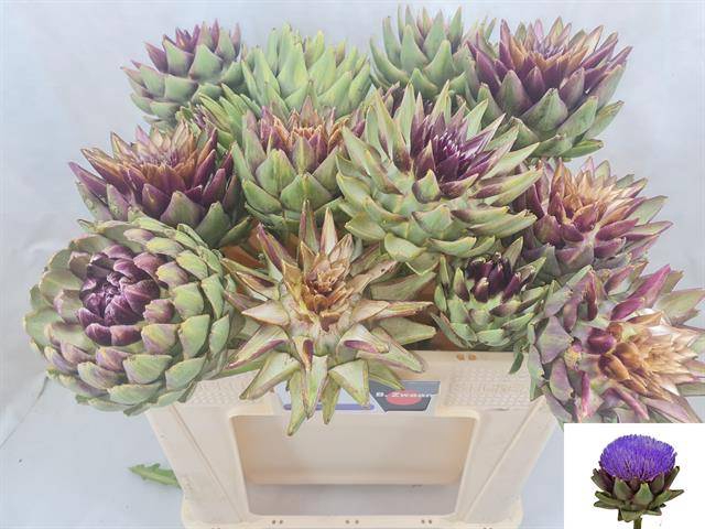 <h4>Cynara Sc Green Glob</h4>
