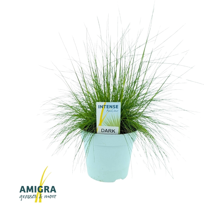 <h4>Deschampsia flexuosa AmiLime®</h4>