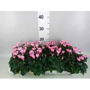 Cyclamen KL 'Metis Victoria'