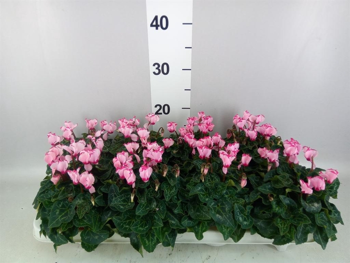 <h4>Cyclamen KL 'Metis Victoria'</h4>