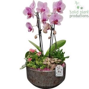 PH241 Maria Silver Bowl Pink Phalaenopsis