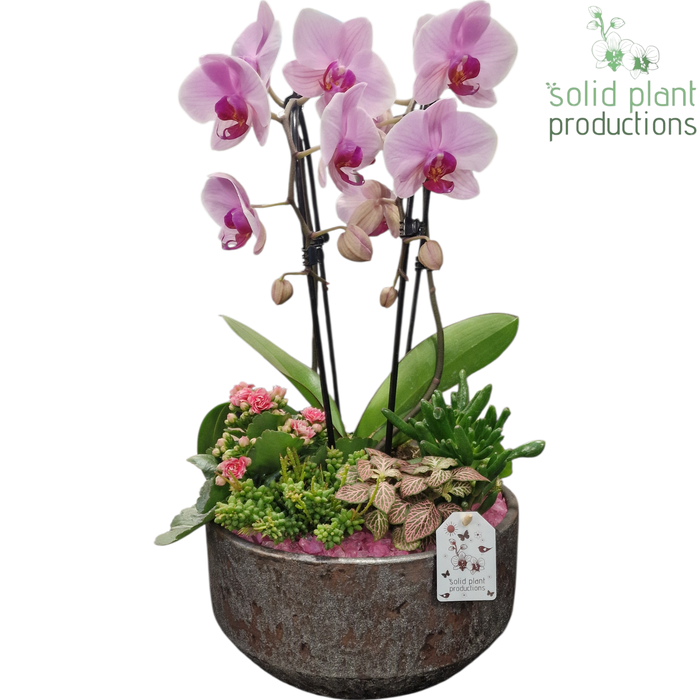 <h4>PH241 Maria Silver Bowl Pink Phalaenopsis</h4>