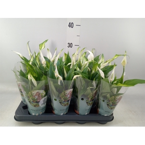Spathiphyllum  'Pearl Cupido'