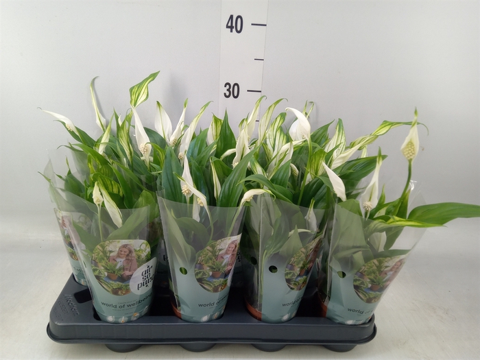 <h4>Spathiphyllum  'Pearl Cupido'</h4>