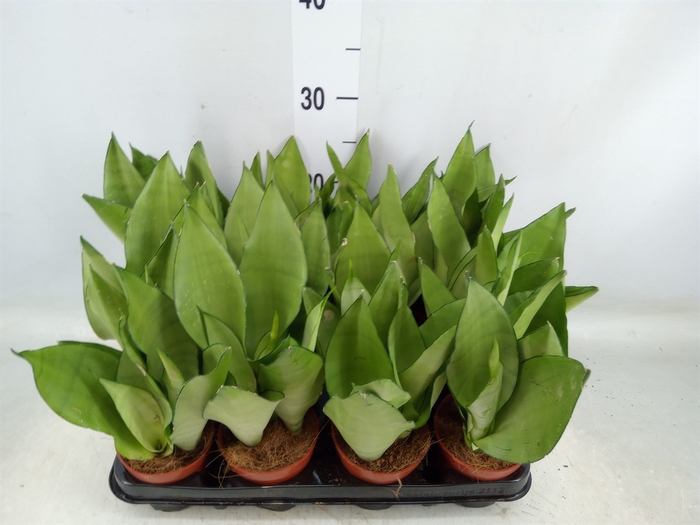 <h4>Sansevieria trifa. 'Moonshine'</h4>