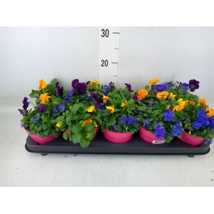 Viola corn. 'Evo Mini MM Warsaw'