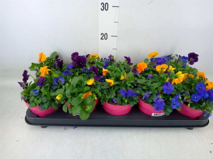 <h4>Viola corn. 'Evo Mini MM Warsaw'</h4>