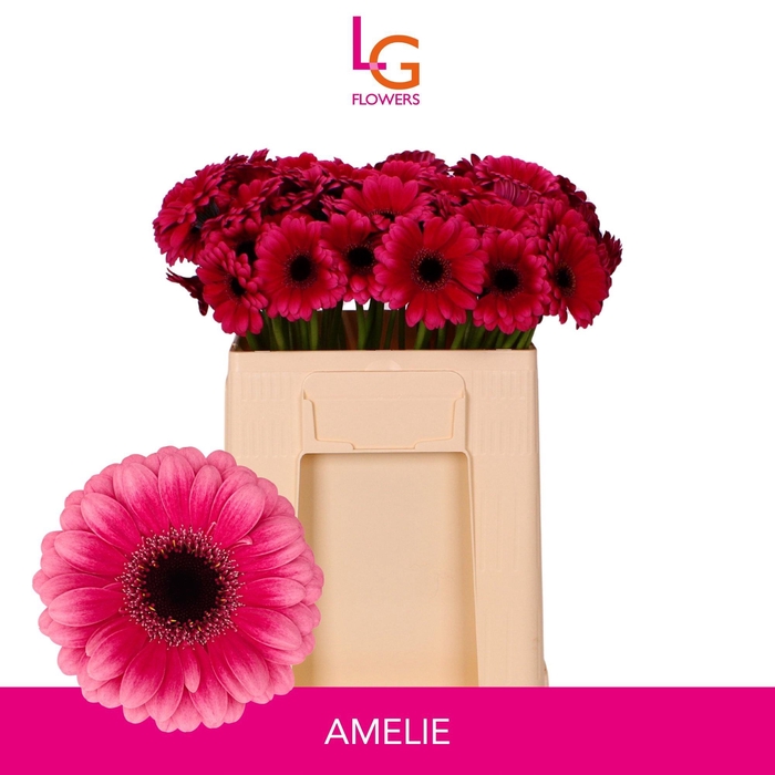 <h4>GE MI AMELIE</h4>