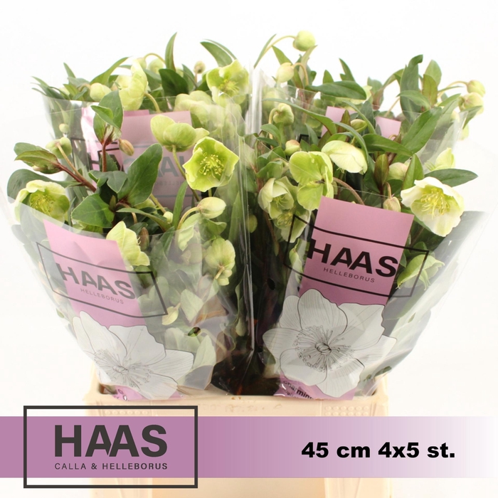 <h4>HELL MAGNIFIC BELLS</h4>