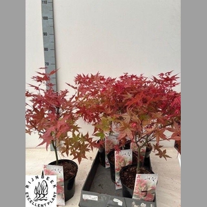 ACER PA DESHOJO