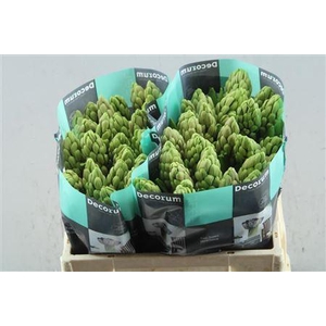 Hyac Orange Lion(noort)