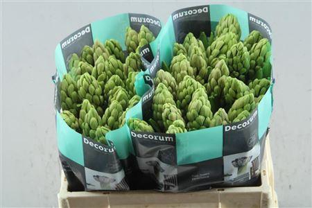 <h4>Hyac Orange Lion(noort)</h4>