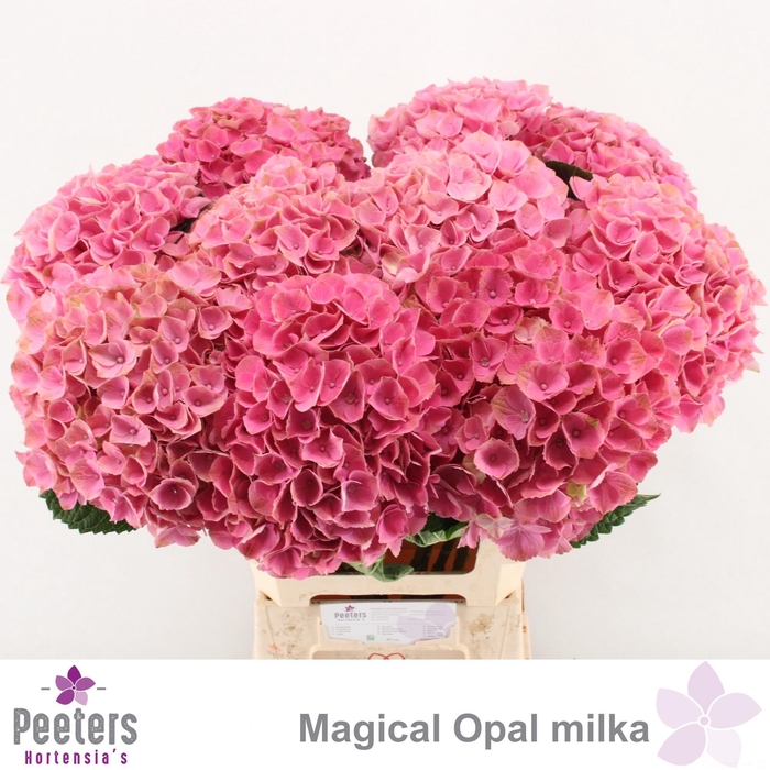 <h4>HYDR M MAG OPAL</h4>