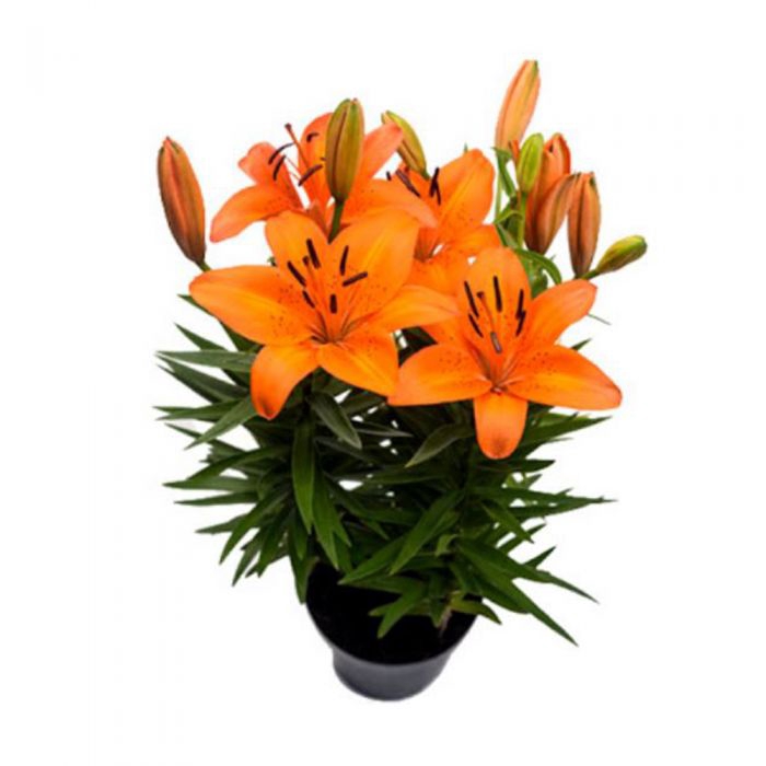 <h4>LIRIO P15 LARANJA</h4>