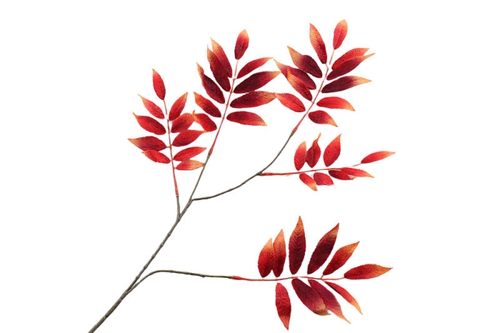 Leaf Branch Burgundy