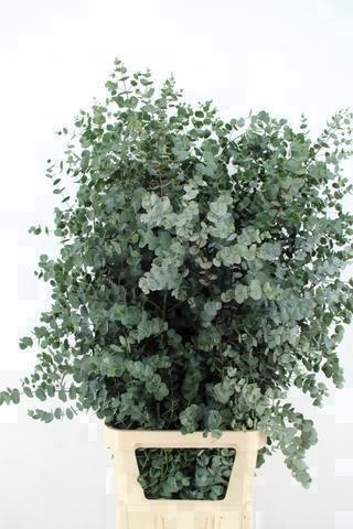 <h4>EUCA GU AZURA 125CM</h4>