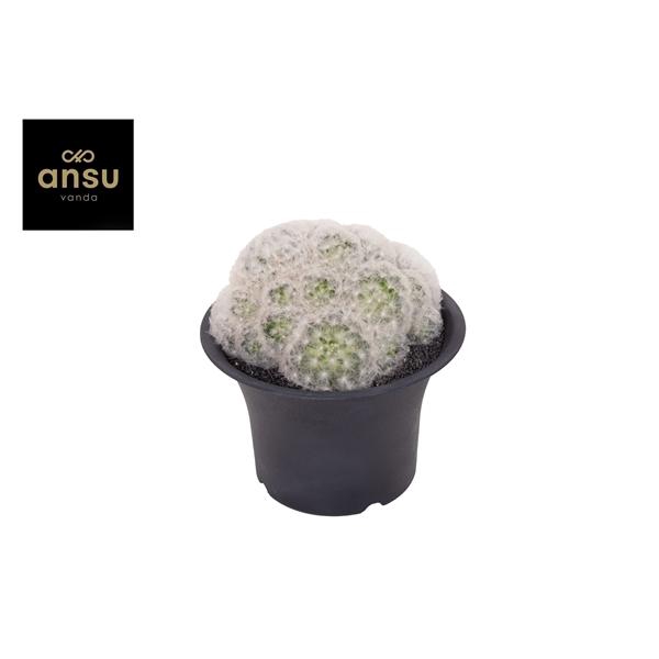 <h4>Mammilaria Plumosa XXXL</h4>