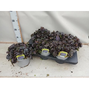AJUGA FF N NIGHTINGA