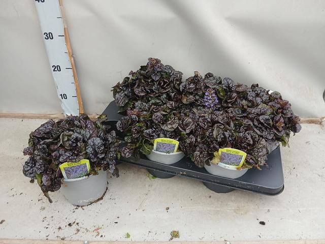 <h4>AJUGA FF N NIGHTINGA</h4>