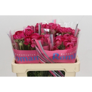 Ranunculus Romance Mercurey