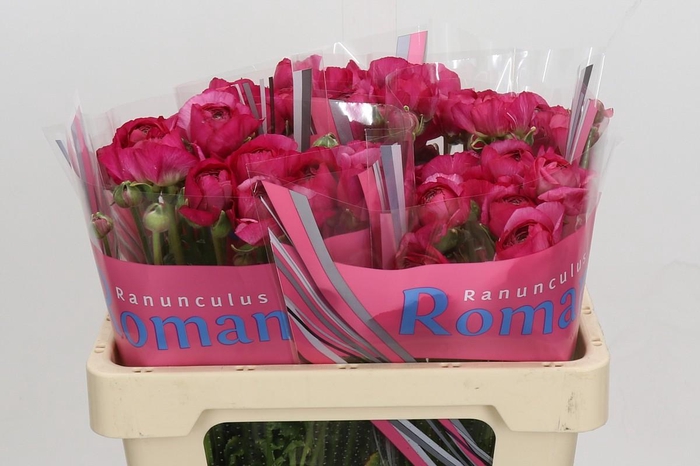 <h4>Ranunculus Romance Mercurey</h4>