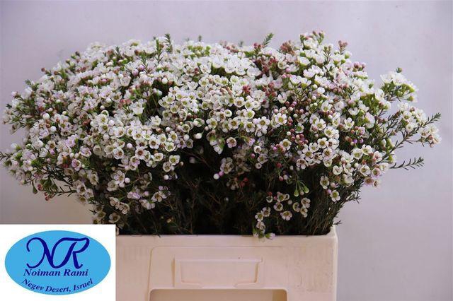 <h4>Chame Un Ella</h4>